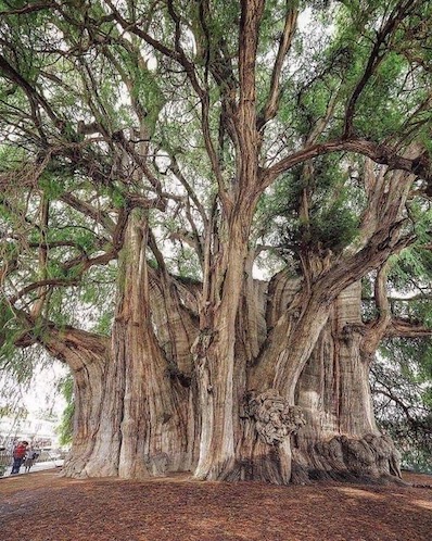 tree of Tule